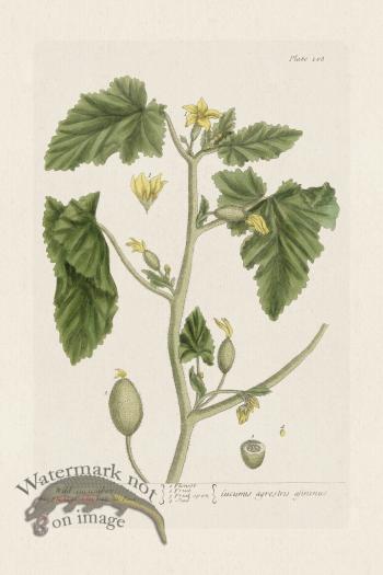 BEE 108 Wild Cucumber